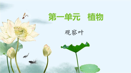 第一单元植物第三课《观察叶》课件教科版一年级科学上册
