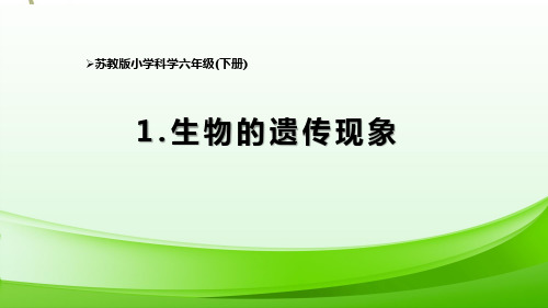 六下科学《生物的遗传现象》教学课件