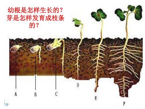 生物人教版七上3单元2章2节--植株的生长(20张ppt)