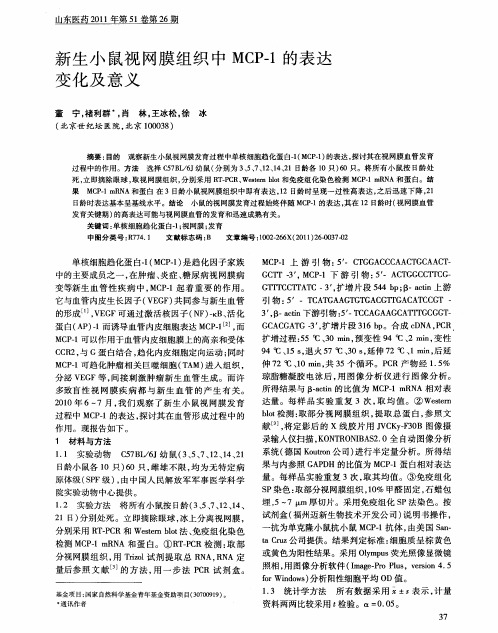新生小鼠视网膜组织中MCP-1的表达变化及意义