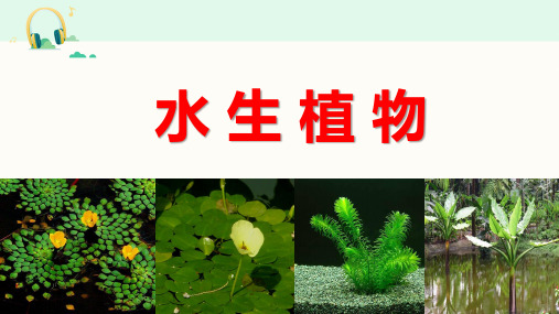 教科版科学三年级上册《水生植物》课件