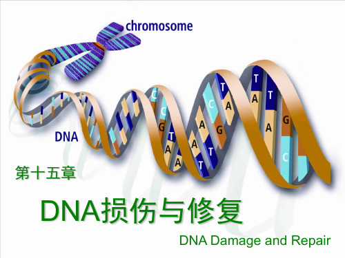 生物化学PPT第十五章 DNA损伤与修复课件