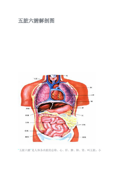 五脏六腑解剖图