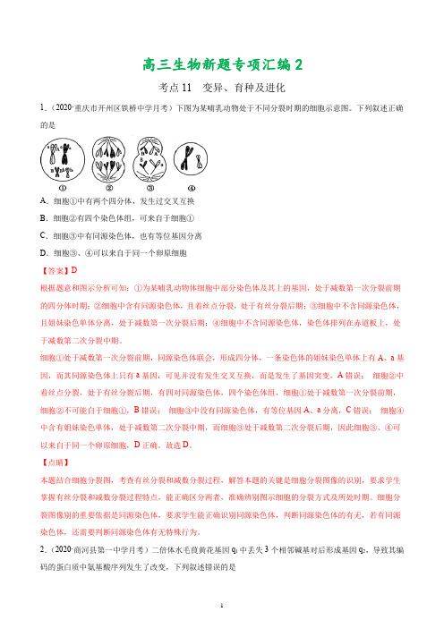 高三生物新题专项汇编2：考点11 变异、育种及进化(解析版)