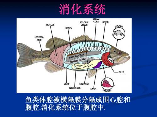 鱼类学课件 4.消化呼吸