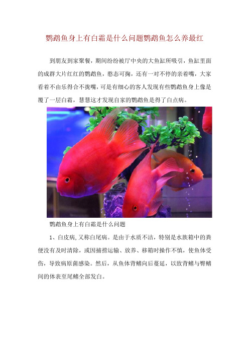 鹦鹉鱼身上有白霜是什么问题 鹦鹉鱼怎么养最红