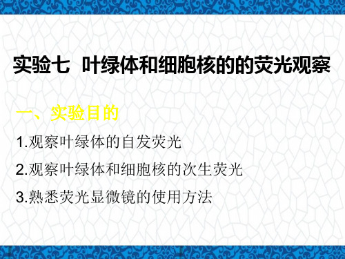 细胞生物学实验PPT课件：叶绿体荧光观察