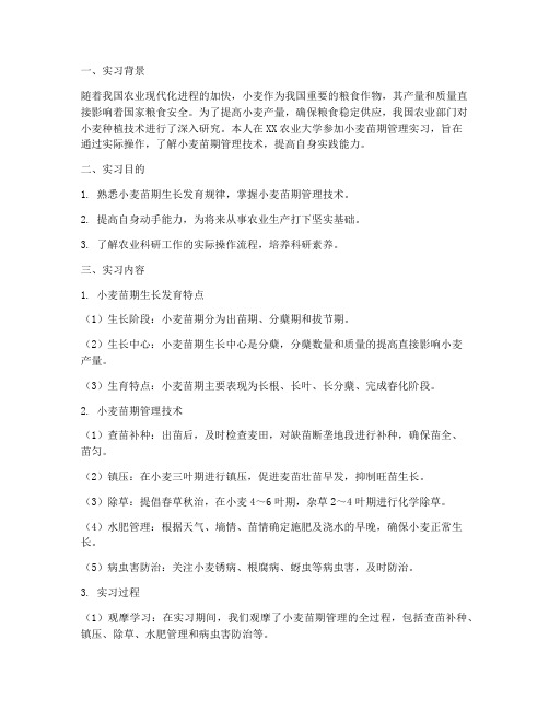 小麦苗期管理实习报告