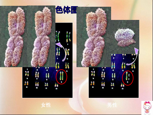 一男女染色体图