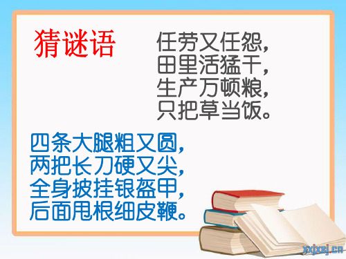 部编六年级上人教《23 最后一头战象》杨凌英PPT课件 一等奖新名师优质课获奖比赛公开免费下载