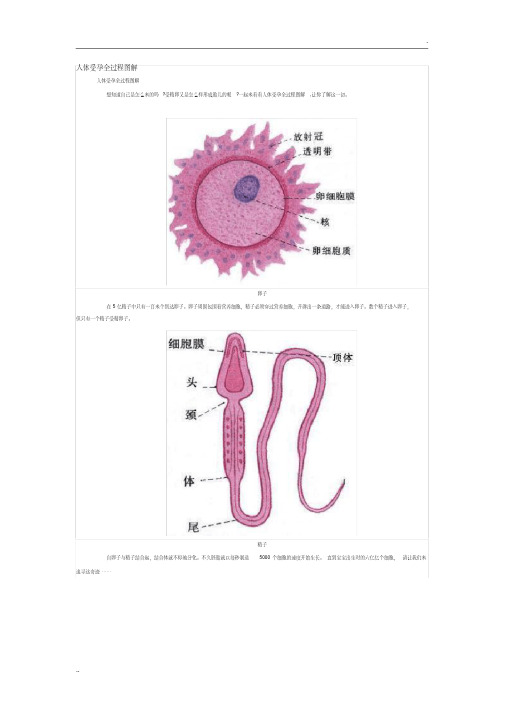 人体受孕全过程图解