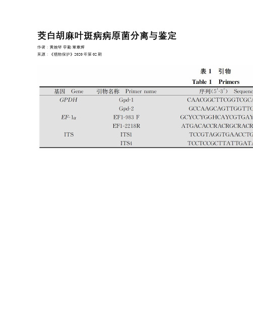 茭白胡麻叶斑病病原菌分离与鉴定