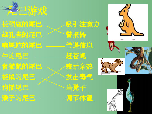 七年级语文上册《如果人类也有尾巴》课件 语文版