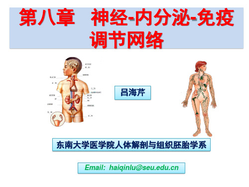 第八章   神经、内分泌与免疫系统的关系