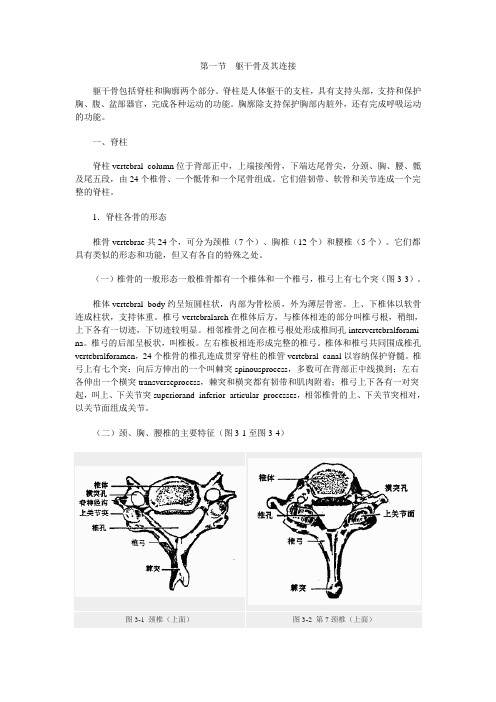 躯干骨的连接