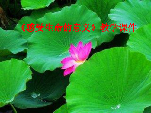 人教版《道德与法治》七年级上册-10.1 感受生命的意义 课件 (共13张PPT)