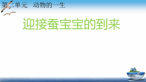 三年级科学下册课件-2.1迎接蚕宝宝的到来 教科版PPT课件12