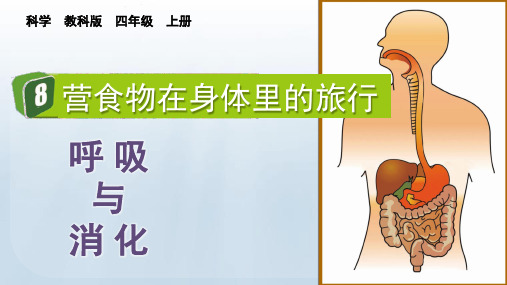 教科版四年级科学上册： 食物在身体里的旅行