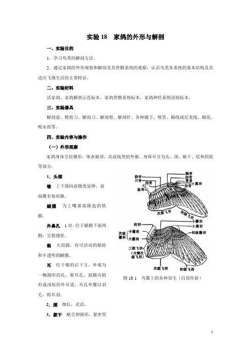 家鸽解剖