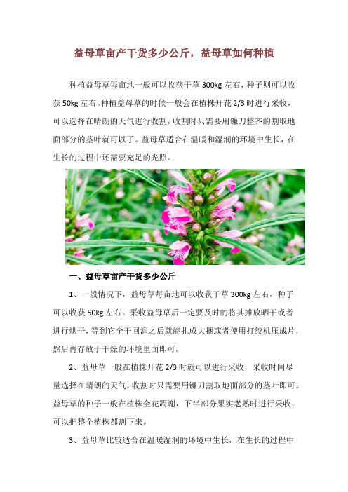 益母草亩产干货多少公斤,益母草如何种植