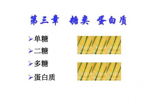 高一生物糖类蛋白质