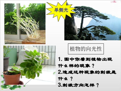 人教版高中生物必修植物生长素的发现共张)-ppt精品课件