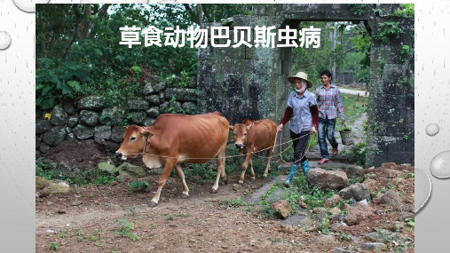 草食动物巴贝斯虫病