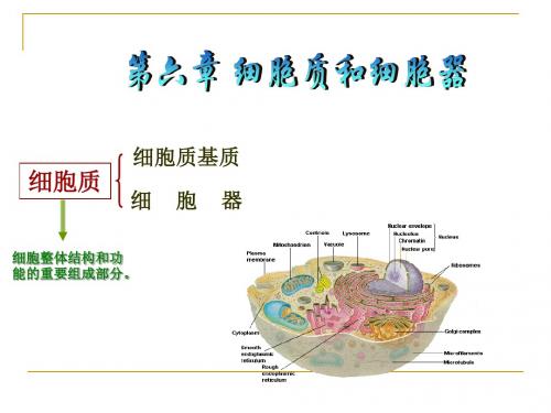 第6章之(1)～(3)细胞质基质、核糖体、内膜系统资料