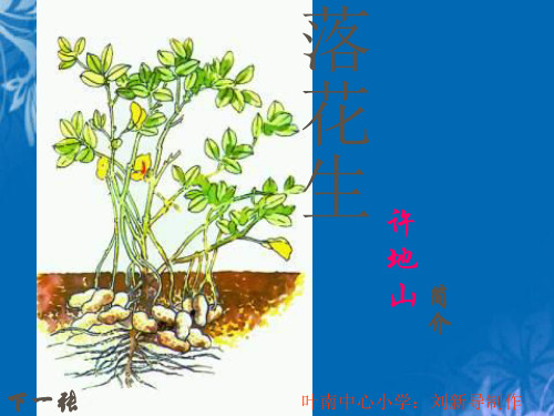 长春版六年级上册落花生精选PPT