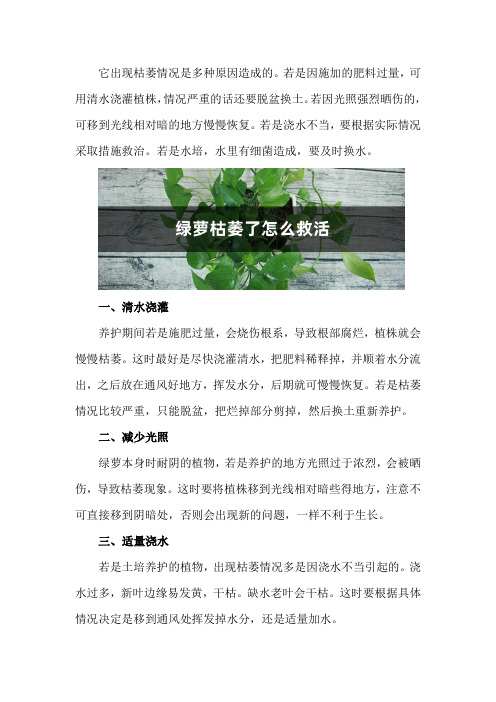 绿萝枯萎了怎么救活