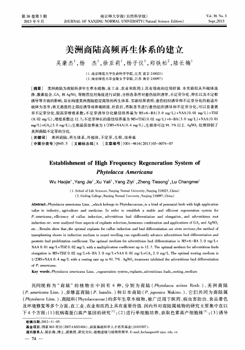 美洲商陆高频再生体系的建立