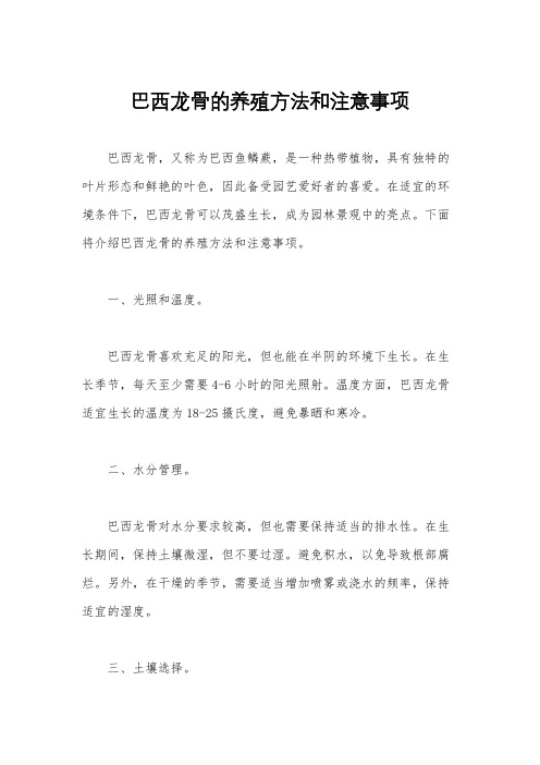 巴西龙骨的养殖方法和注意事项