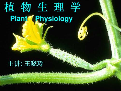 植物生理学PLANTPHYSIOLOGY