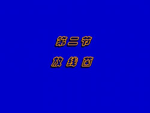 放线菌