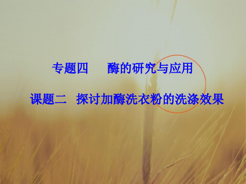 -生物-高二-选修一课件:专题四 课题2 探讨加酶洗衣粉的洗涤效果