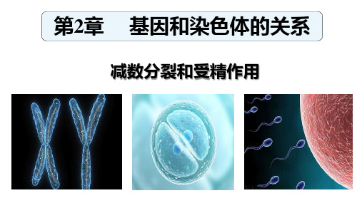 2024届高三生物一轮复习课件减数分裂和受精作用