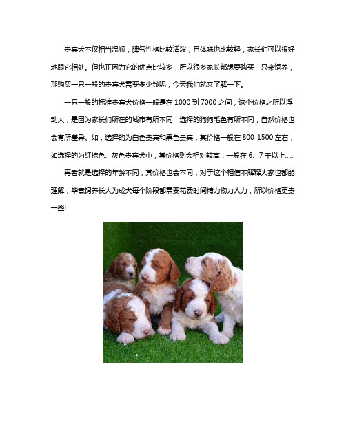 一般贵宾犬要多少钱一只