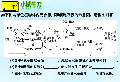 光合作用与细胞呼吸的关系及题型分析