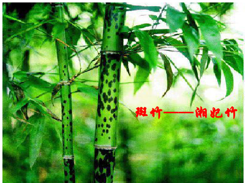 《湘夫人》(第一、二课时)