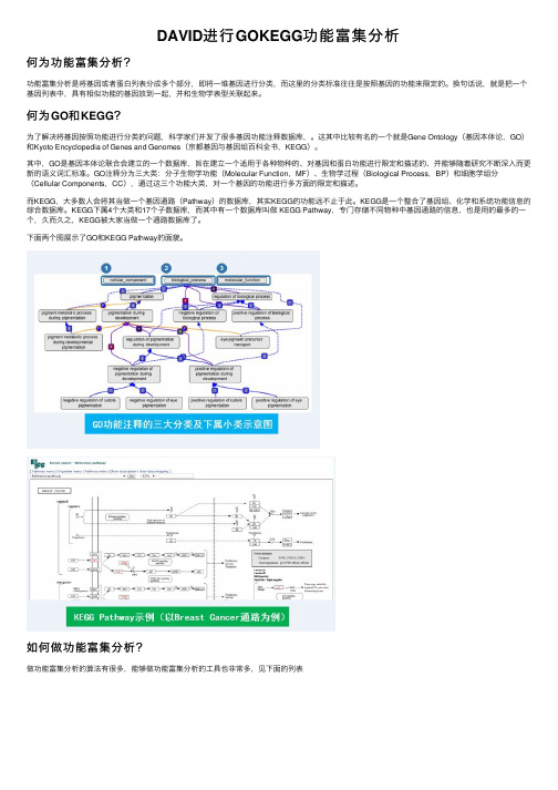 DAVID进行GOKEGG功能富集分析