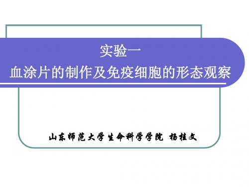 血涂片的制作及免疫细胞的形态观察