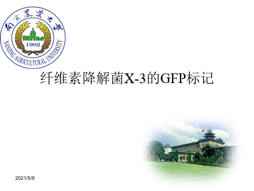 绿色荧光蛋白gfp标记方法参考PPT