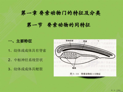 总结脊椎动物比较解剖学