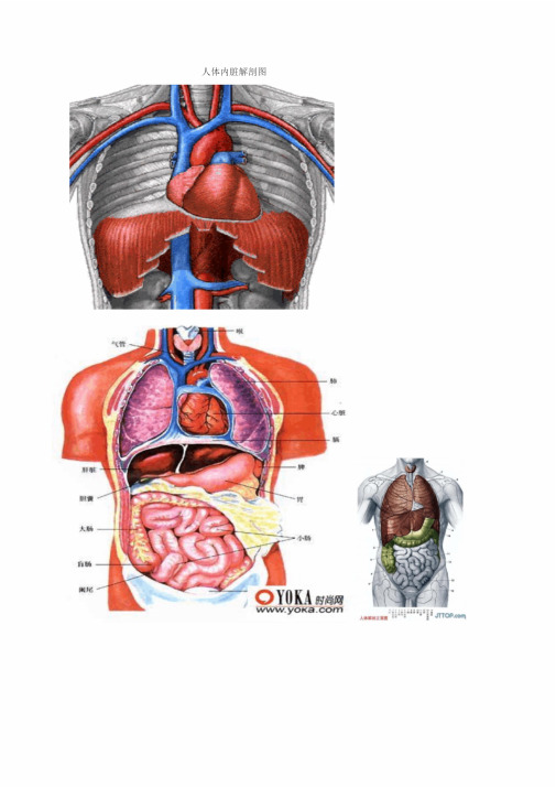 人体各部分与内脏解剖图(全)