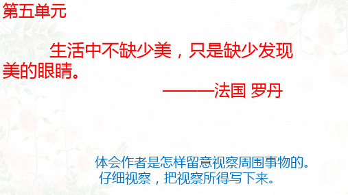 统编版三年级语文上册15搭船的鸟 课件(共13张PPT)