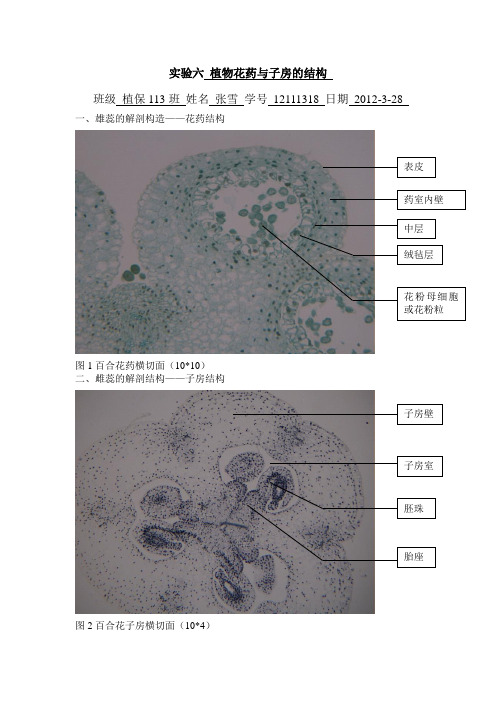 实验六 植物花药与子房结构