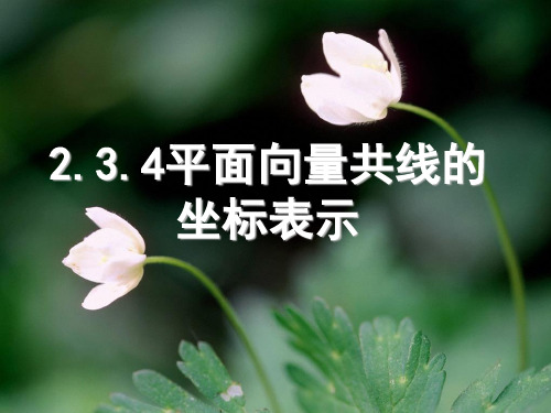 2.3.4__平面向量共线的坐标表示