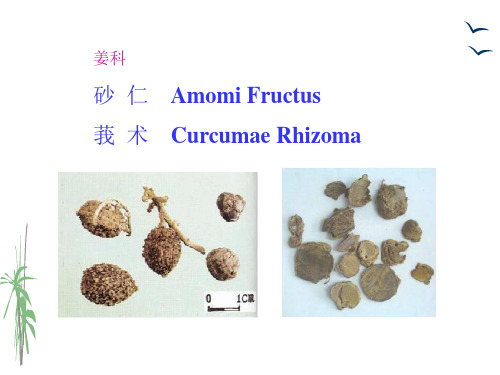 生药学_ 被子植物类生药_1123 姜科(砂仁、莪术)_