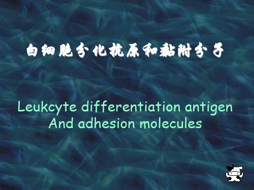 医学免疫学课件：5 白细胞分化抗原和黏附分子