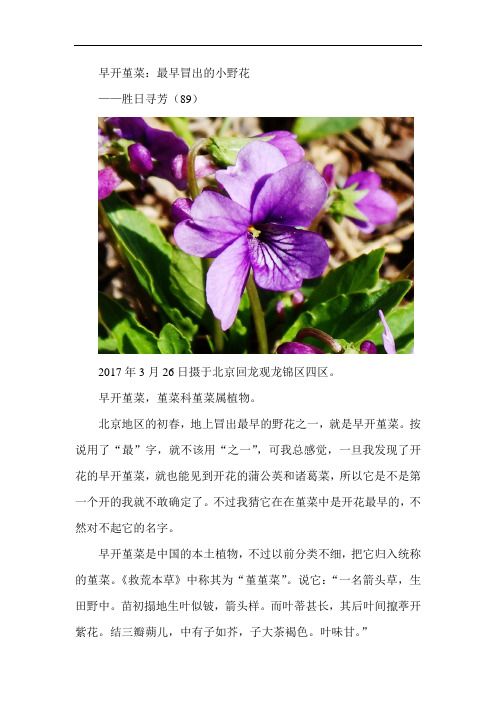 早开堇菜——胜日寻芳(89)有图